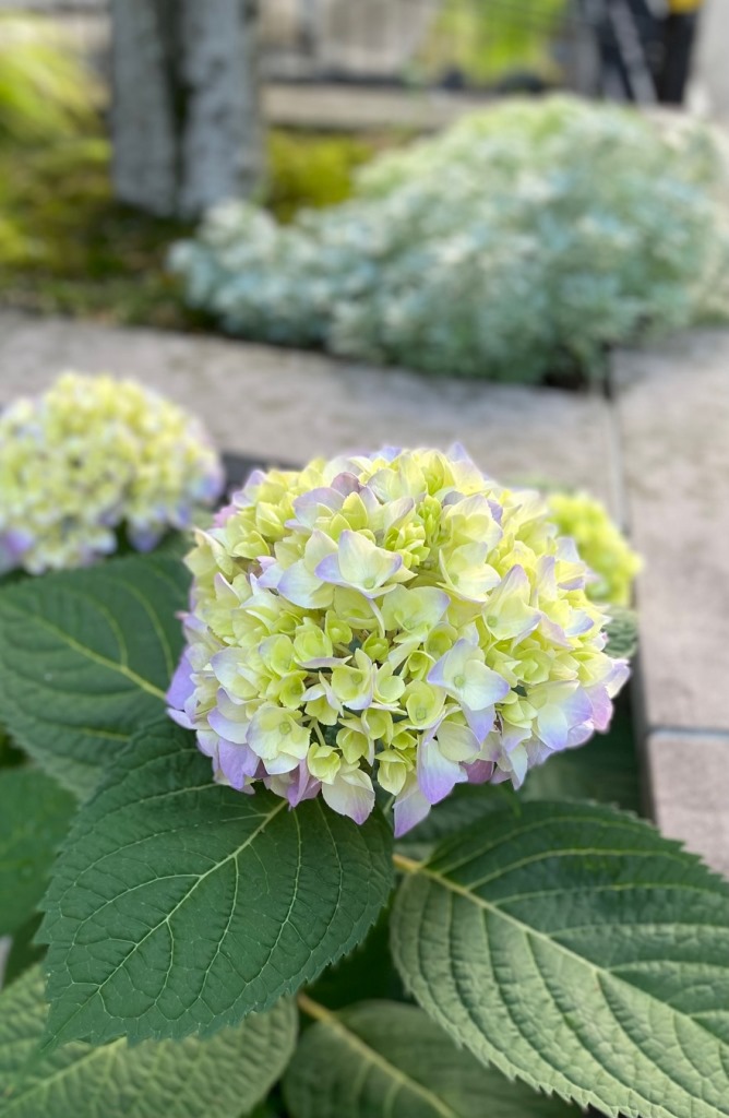 ちとせ105　紫陽花