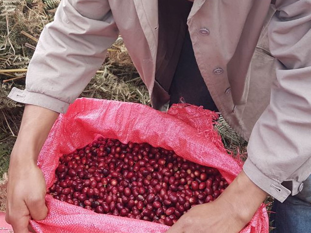 ちとせ105 ホンジュラス ブルボン アナエロビック Honduras bourbon Anaerobic 収穫後