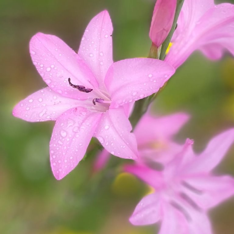 ちとせ105 紫陽花