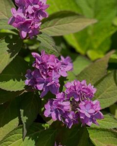 ちとせ105 山紫陽花1