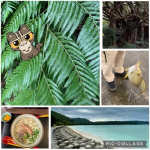 ちとせ105　西表島