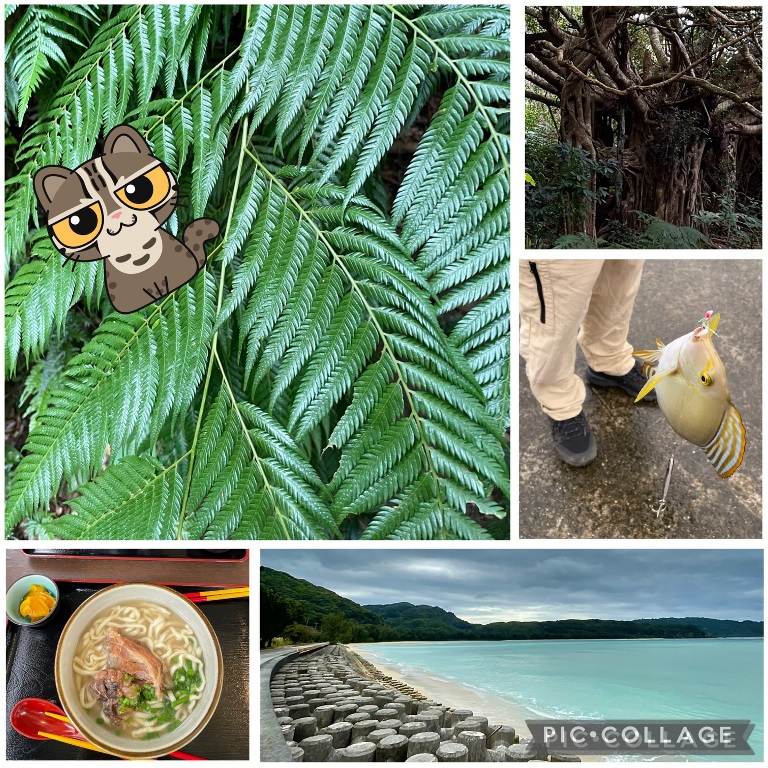 ちとせ105　西表島